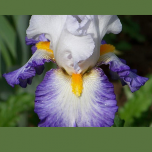 Delaware Valley Iris Society Flower Show