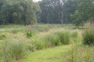 Knowing Native Plants: Meadow Magic with Mary Anne Borge
