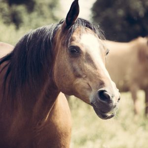 How Horses Heal, Transform and Empower