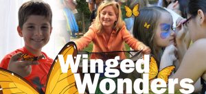 Winged Wonders