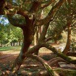 Gallery 5 - Stoneleigh: A Natural Garden
