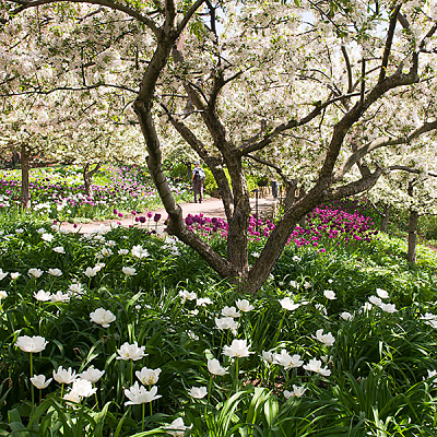 Chicago Botanic Garden in Chicago, IL, at Online/Virtual Space, Online