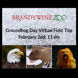 Groundhog Day Virtual Field Trip