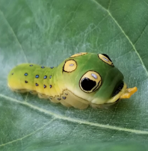 Celebrate Earth Day: The Great Caterpillar Caper
