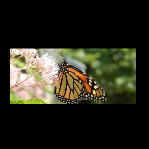 Monarchs, Swallowtails, and More: An Annual Butterfly Count