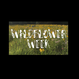 Wildflower Week