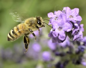 Where Do Honey Bees Come From...and Where Do They Go?
