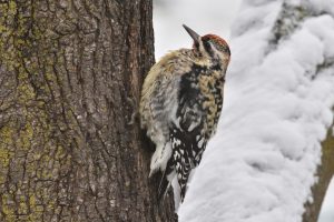Explore – Bird Count on the Preserve