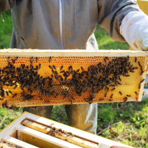For the Bees: Apiary & Candle Workshop