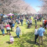 Gallery 2 - Subaru Cherry Blossom Festival of Greater Philadelphia