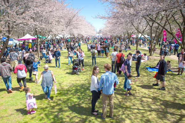 Gallery 2 - Subaru Cherry Blossom Festival of Greater Philadelphia