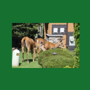 Tips and Tricks for deterring Deer from your Garden