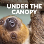 Under the Canopy:  Animals of the Rainforest