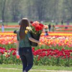 Tiptoe Through The Tulips U-Pick Tulips: Spring Spectacular 