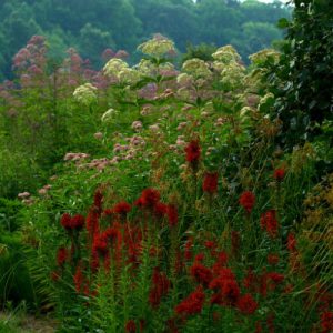 Earth Day Native Plant Sale